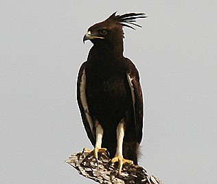 Schopfadler, Long-Crested Eagle, Lophaetus occipitalis